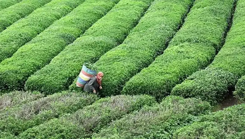 ÇAYKUR, Bayramda Yaş Çay Alımına Devam Edecek, Çiftçiye Destek!