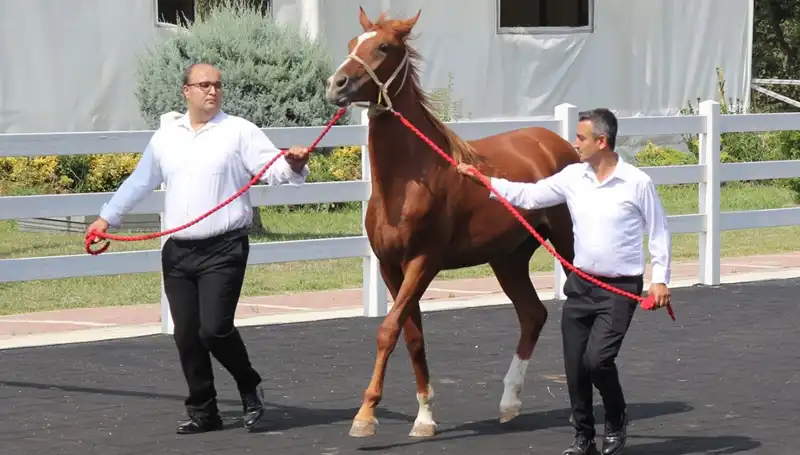 Taşkın Kral: Su Dünyasında Bir Rekor Unvanı Daha
