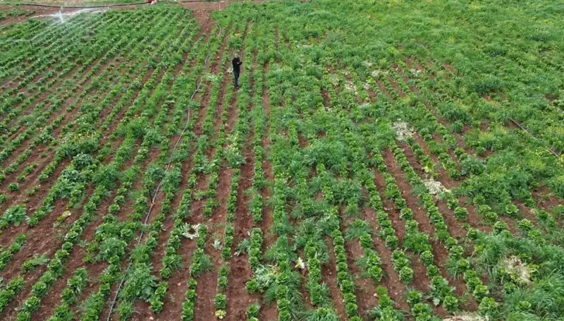 Marul Hasadında Kuraklık Setleri Aşındırıyor: Çiftçiler Ne Yapacak?