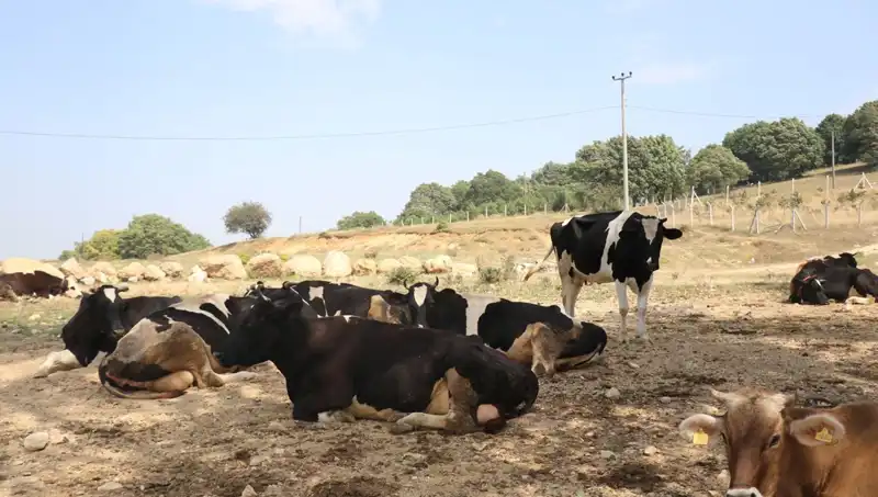 Şap Hastalığına Karşı Önlemler: 22 Köyde Giriş ve Çıkış Kısıtlaması Uygulandı