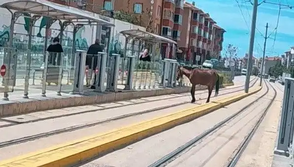 Eskişehir'de Tramvay Raylarında Başka Derdim Var Diyen At!