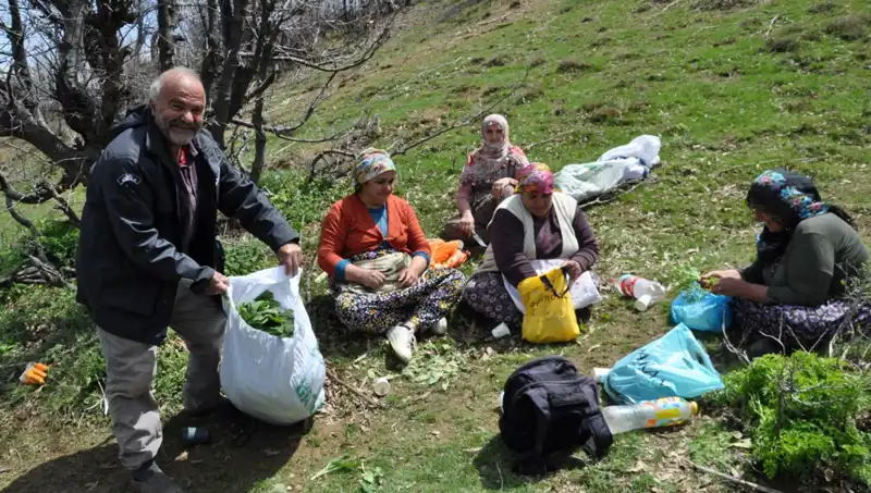 Kilosu 250 Lira! Yüzlerce Aile İçin Geçim Kaynağı Olan Mucize: Toplayıcılar Yol Yürüyerek Çalışıyor