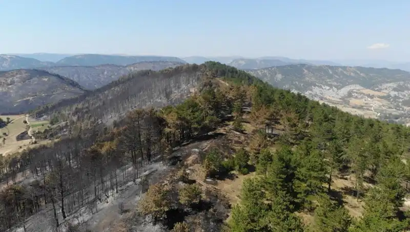 Bolu'da 5 Milyon Fidan Toprakla Buluşuyor: Doğa İçin Umut Verici Proje