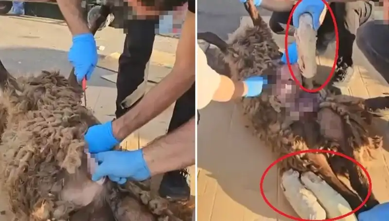 Zehir Tacirlerinin Şok Eden Yöntemi: Ölü Koyunun Karnında Ne Var?