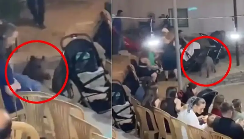 Düğün Töreninde Yaban Domuzu Gerginliği: Misafirler Panik İçinde Kaçtı