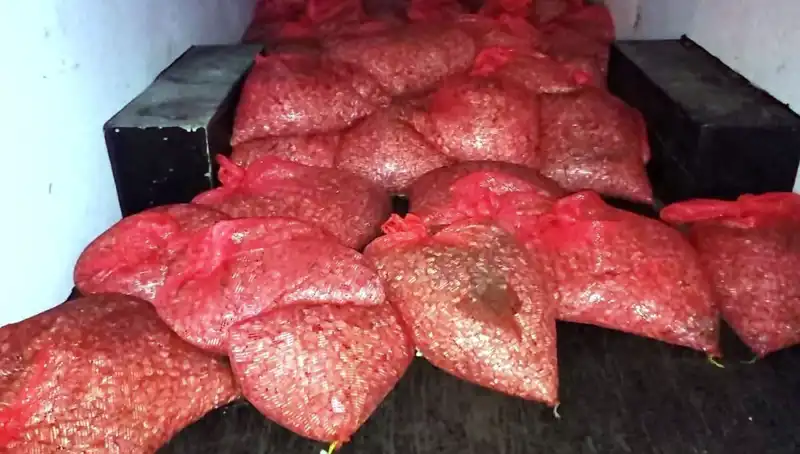 Samsun’da Şaşırtan Operasyon: 1,5 Ton Kaçak Midye Ele Geçirildi!