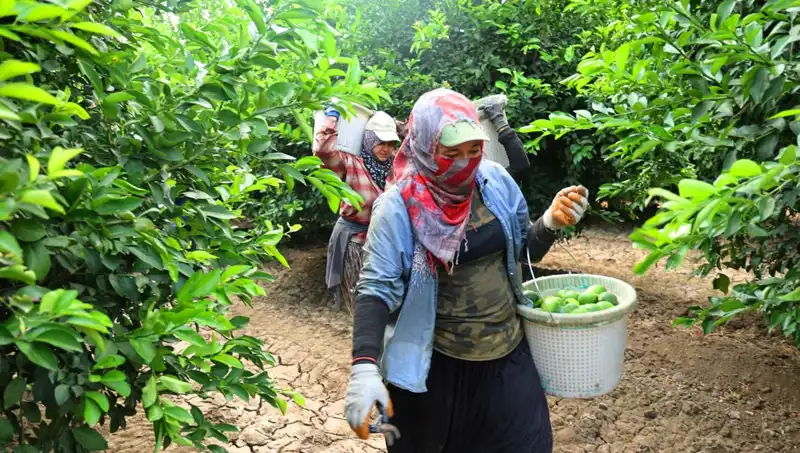 Markette Kilosu 150 Lirayı Aşan Ürünlerde Fiyat Düşüşü Mü Geliyor?