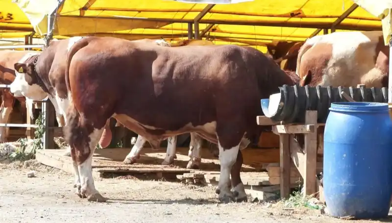 Kurban Pazarlarında Hararetli Hazırlık Süreci: Alıcılar ve Satıcılar Necmi'ye Göz Tekediler