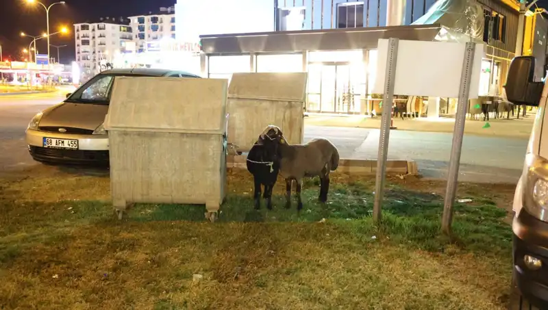 Mor Karaman Koyunları Yola Düşerek Kaderlerine Terk Edildi!