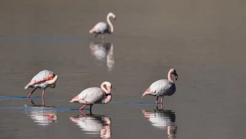 Küresel Kuraklık Flamingo Sayısını Tehdit Ediyor: Kuş Cenneti Alarm Veriyor