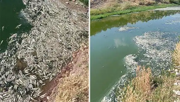 Karasu Çayı'ndaki Balık Ölümleri: Nedenleri ve Olası Çözümleri