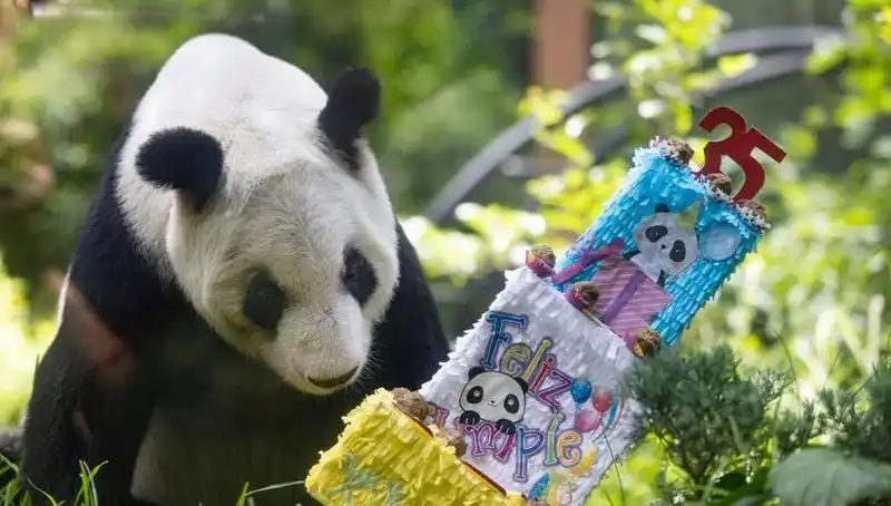 Dev Panda Xin Xin, 35. Doğum Gününü Kutladı: Bir Efsanenin Hikayesi