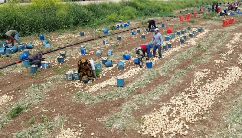 Soğan Hasadı Başladı: Pahalılığa Son, Fiyatlar Düşüşe Geçti!