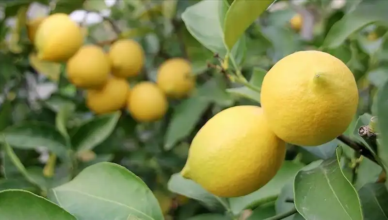 Limonun Fiyatı Tavan Yaptı: Adedi 24 Lira Oldu!