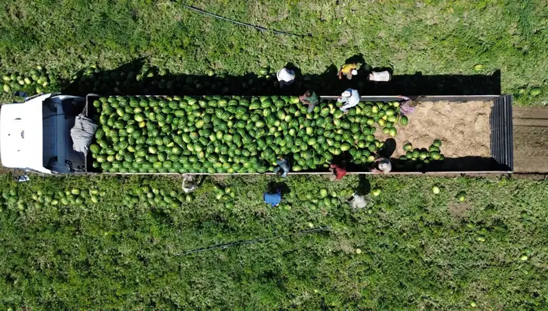 Bafra Ovası'nda Karpuz Rekoltesi: 94 Bin 500 Ton Heyecan Veriyor