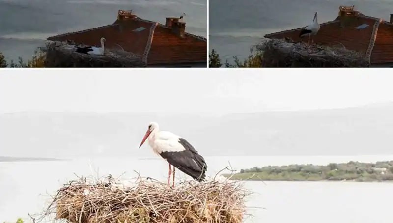 Leylek Yaren’in Deprem Kestiriciliği Gündemi Sarsıyor!