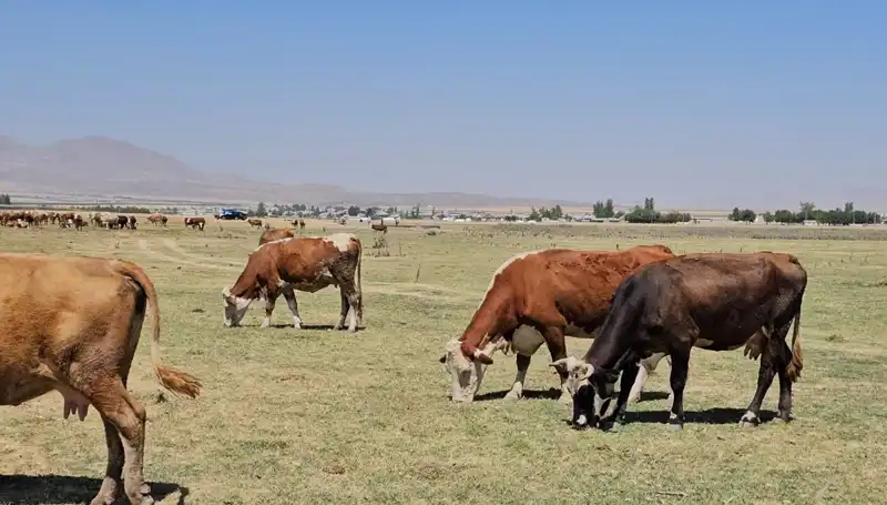 Arin Gölü Kurudu: Bölgede Su Sıkıntısı Alarm Veriyor